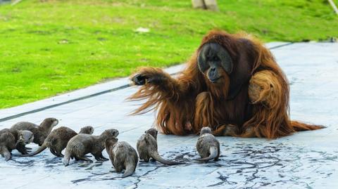 Rodzina orangutanów i jej przyjaciółki wyderki. Zobaczcie tę niezwykłą więź