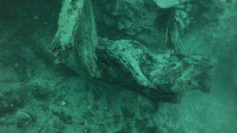 Podwodny, prehistoryczny las i jego zagadki. Mogą pomóc w rozwoju medycyny