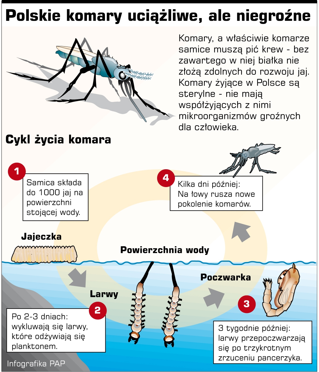 Polskie komary nie są groźne