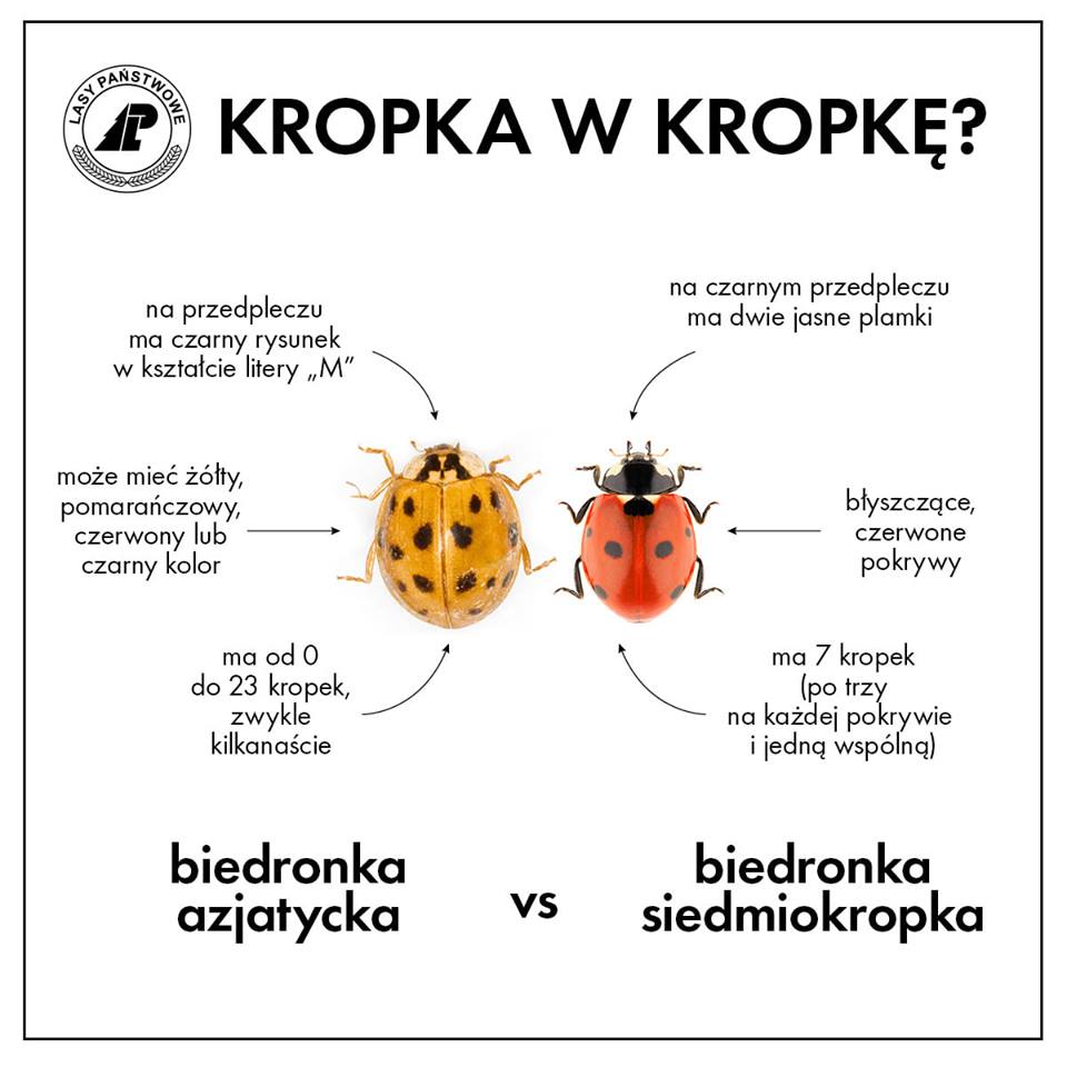 Biedronka azjatycka a biedronka siedmiokropka 