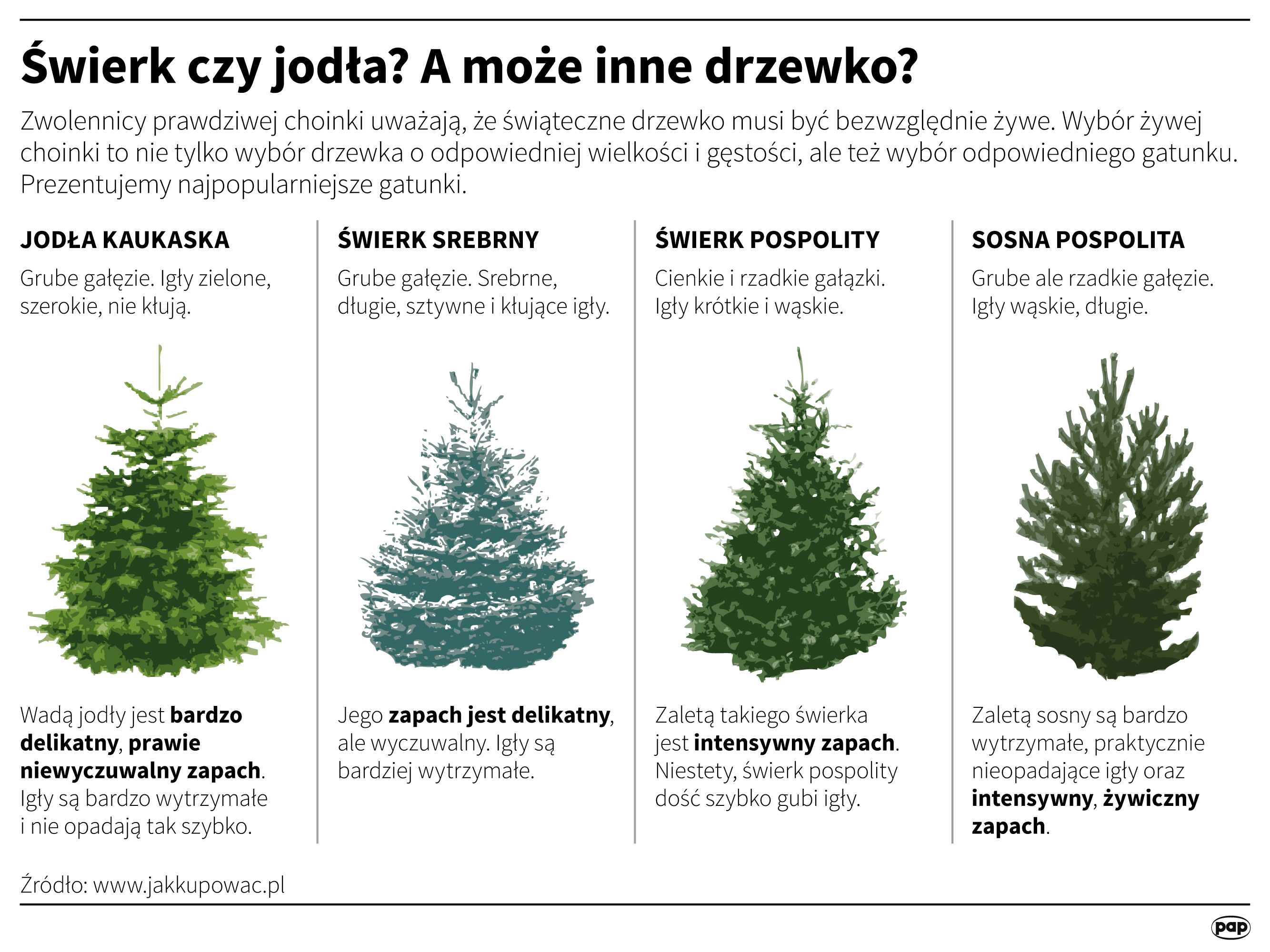 Jaką choinkę kupić?