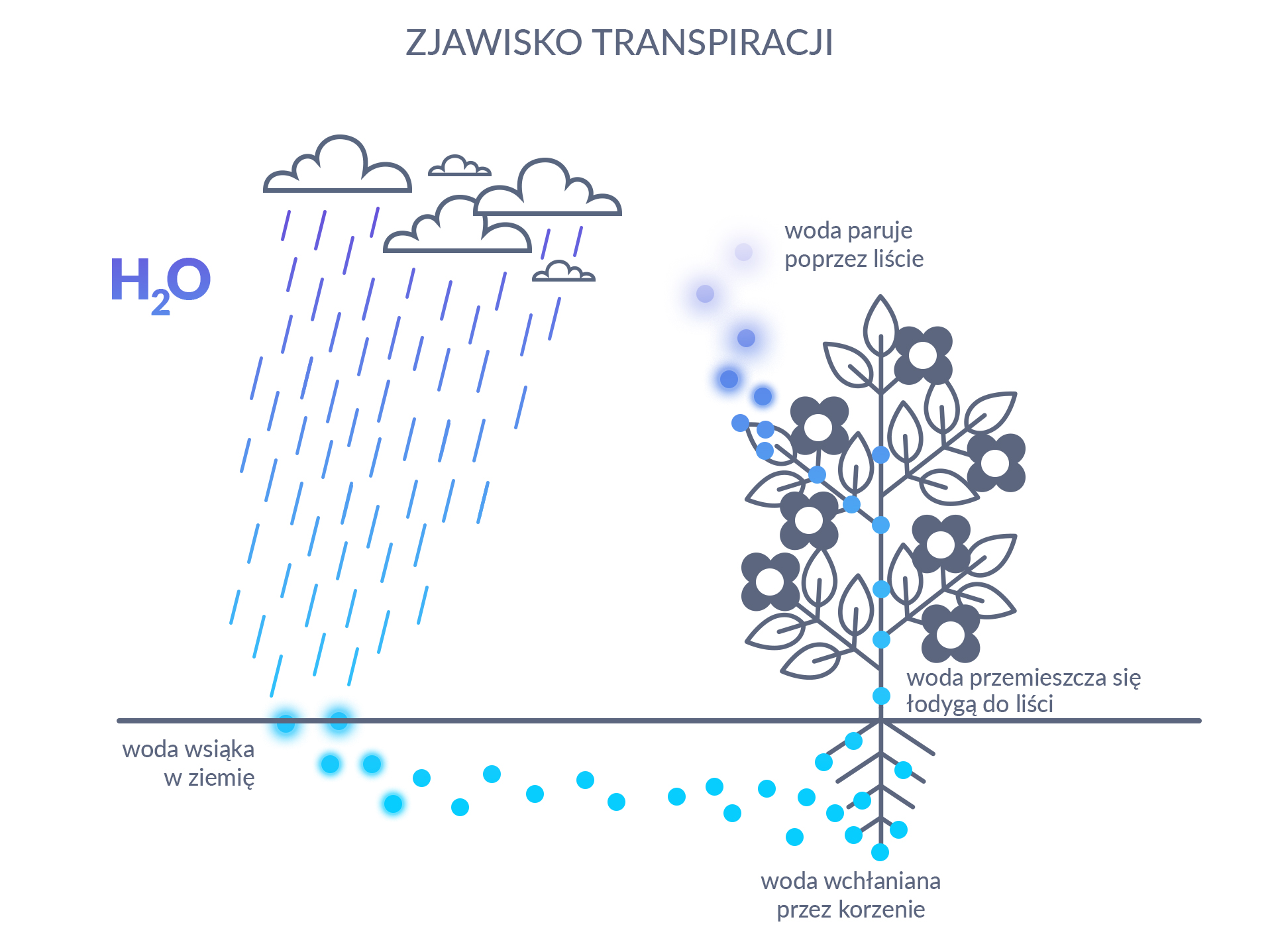 Na czym polega zjawisko transpiracji?