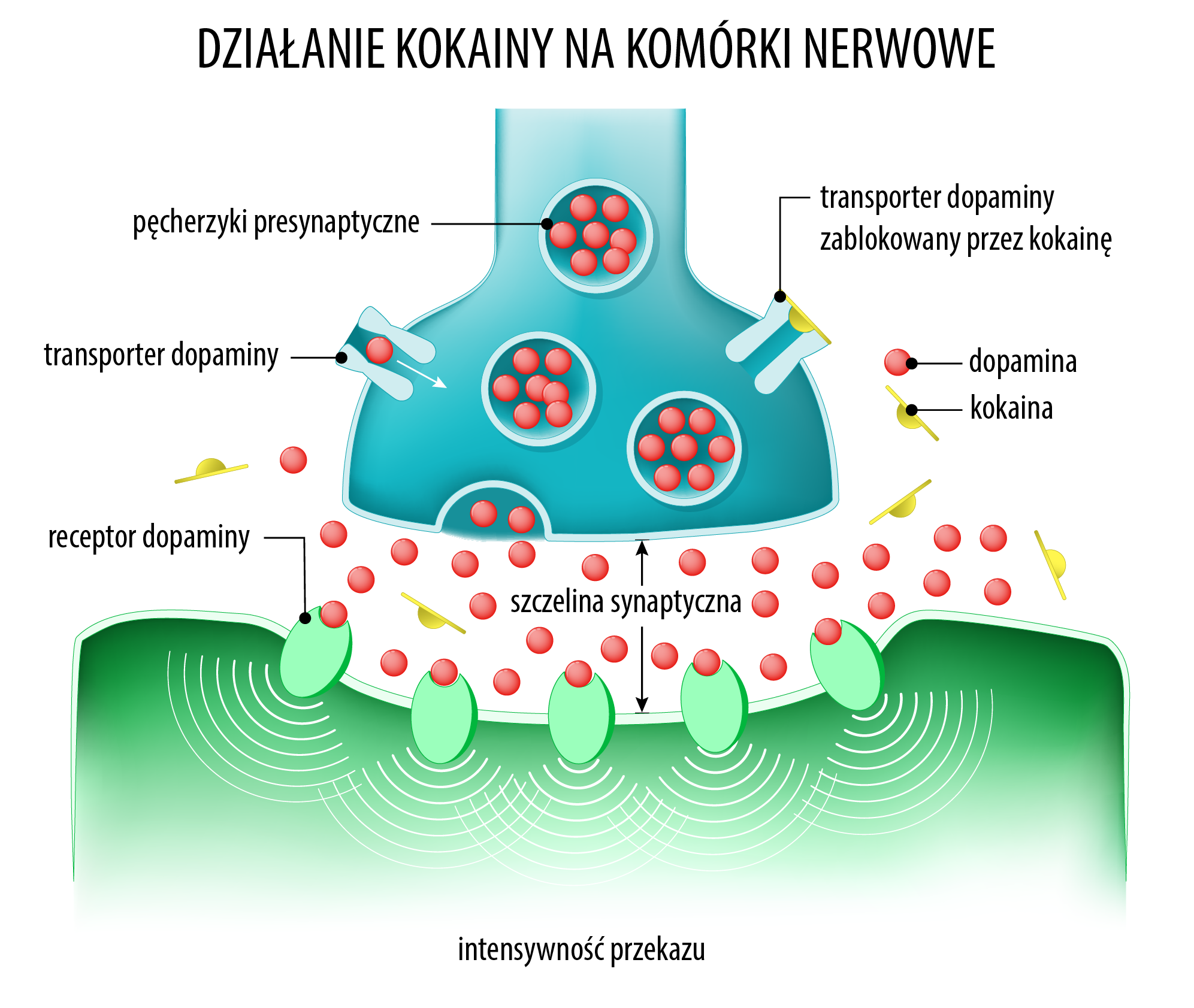 Działanie kokainy na komórki nerwowe 