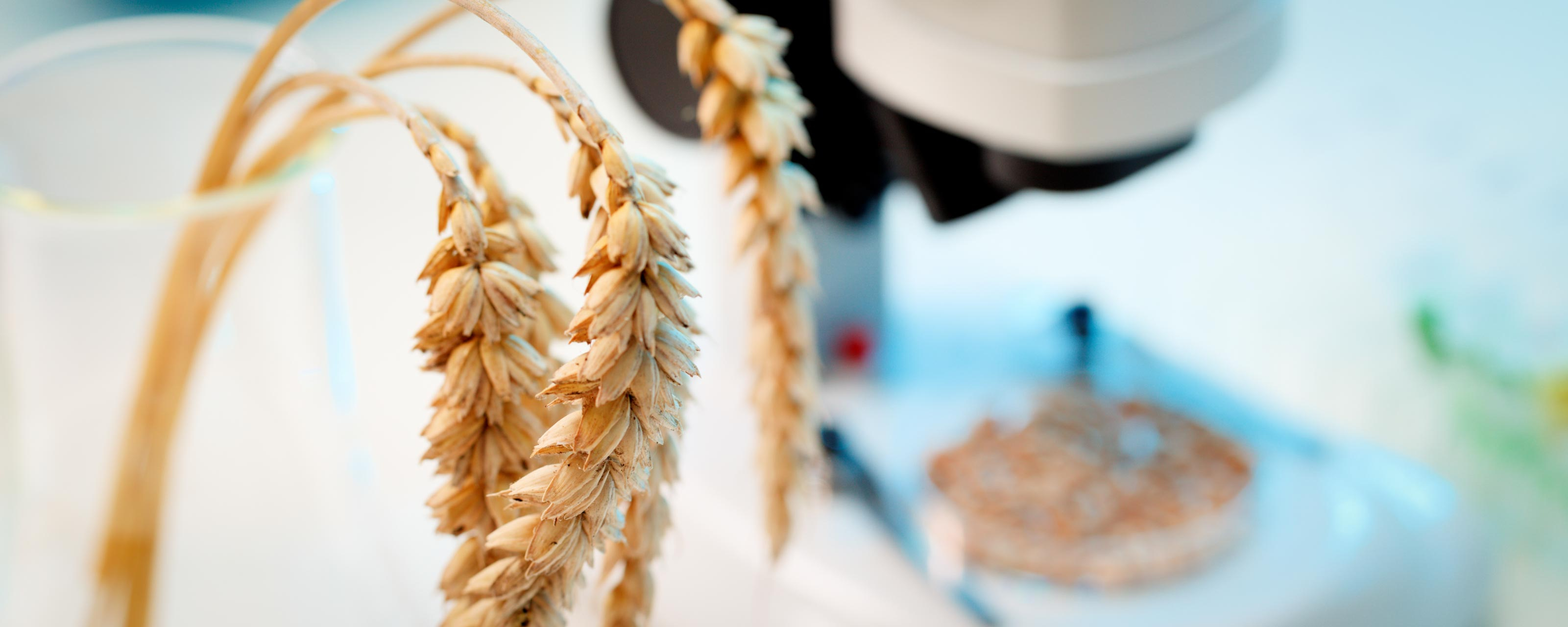 Globalną produkcję pszenicy można podwoić, ulepszając ją genetycznie - twierdzą naukowcy