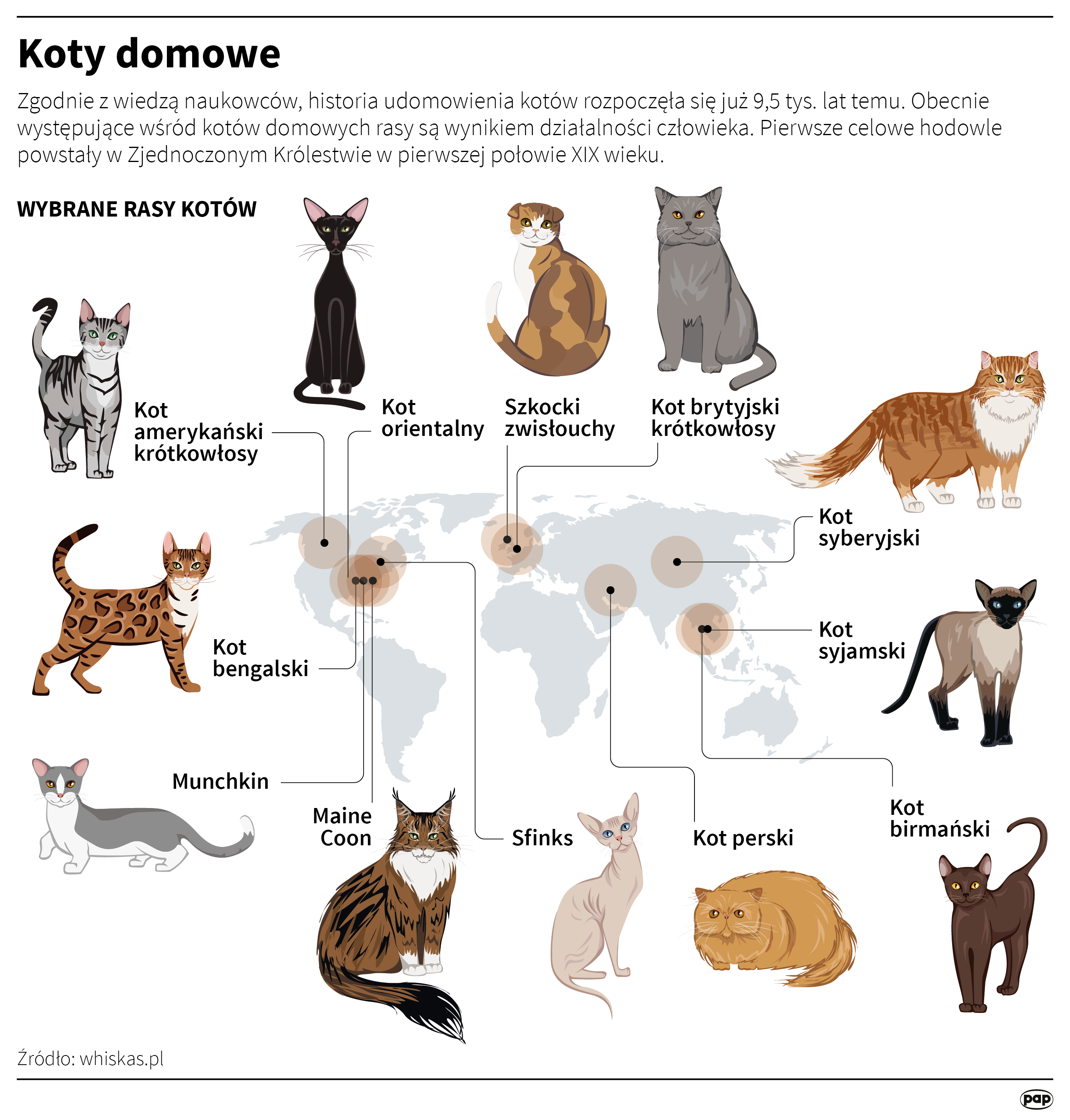 Koty domowe