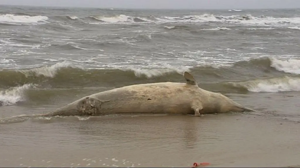 Bałtyk wyrzucił na brzeg wieloryba. "Kolos waży ponad tonę"