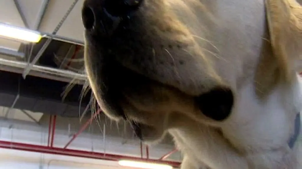 Beny wącha, wącha mama, babcia, brat