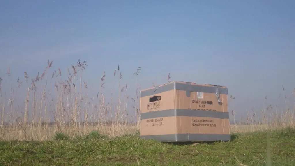 Bielik został wypuszczony w piątek