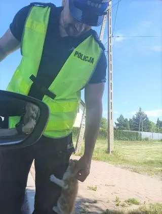 Policjanci podzielili się z kotem swoim posiłkiem i zapewnili mu dalszą opiekę