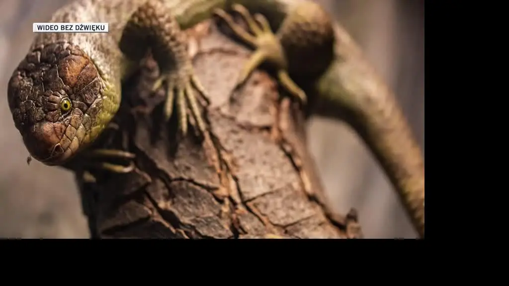 slideshow