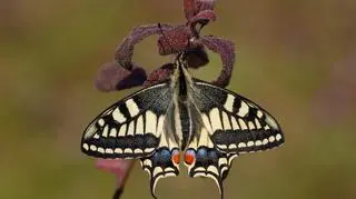 Motyl Paź Królowej (Papilio machaon)