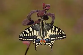 Motyl Paź Królowej (Papilio machaon)