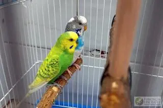 Papugi, które w lipcu 2021 trafiły do egzotarium