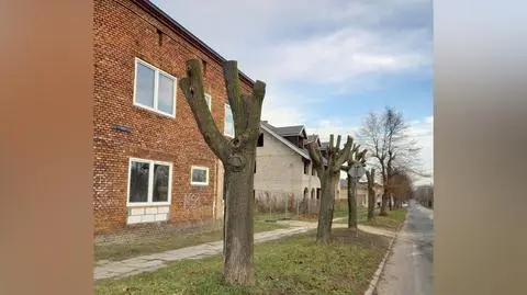 Zniszczone drzewa Zduńska Wola