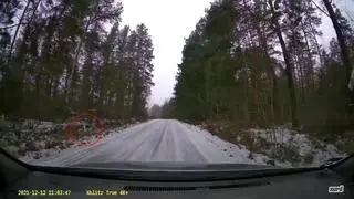 To nie wilki. Na filmie widać białego psa w czarne ciapki 
