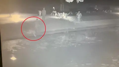 Uratowali kota, który wpadł do wody