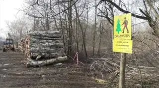Wycinka lasu w centrum Jaworzna