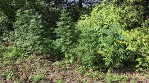 Przyjechał, gdy likwidowali plantację konopi. "Potrącił jednego z policjantów"