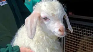 Młoda kózka angorska