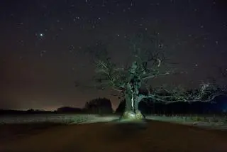 Drzewo świetnie prezentuje się też w nocnej scenerii