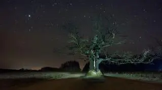 Drzewo świetnie prezentuje się też w nocnej scenerii