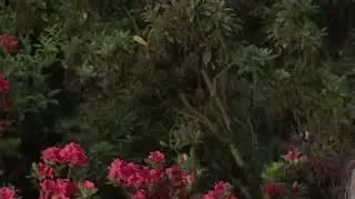 CBA pokieruje śledztwem w sprawie awarii w "Czajce"