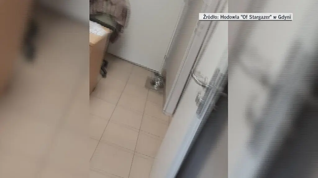 Radość Caleya po powrocie do domu