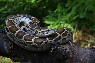 Pytony birmańskie słyną ze swojej długości