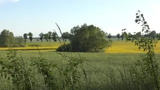 Krajobraz Warmii pod granicą Polski z obwodem kaliningradzkim. Zakrzewienia pośród pól stanowią schronienie dla zwierząt: saren, lisów, zajęcy