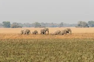 Park Narodowy Kafue w Zambii