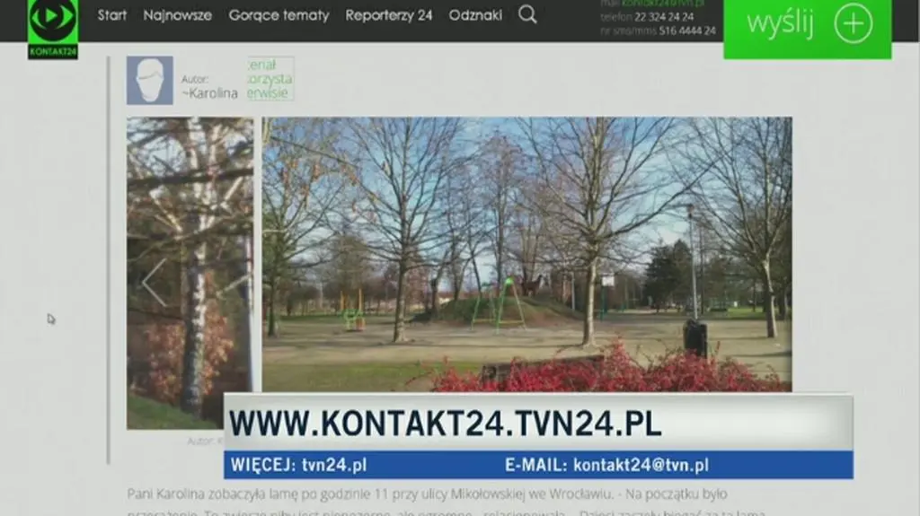 Lama spotkana podczas świątecznego spaceru