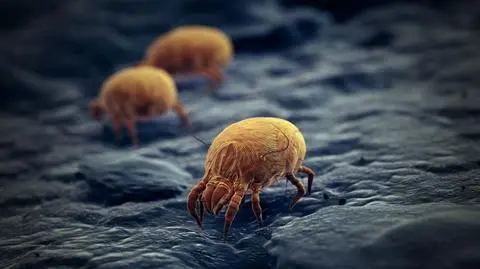 Alergia na roztocze u dzieci. Kiedy rozpocząć terapię