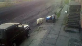 Raz zaobserwowali nawet białego niedźwiedzia 