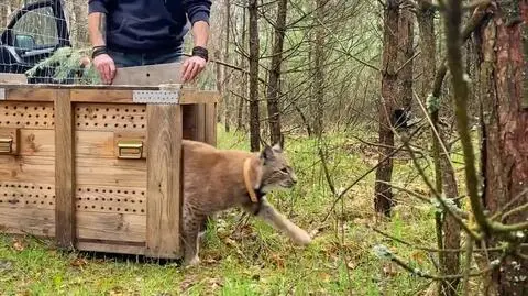 Moment wypuszczenia rysicy na wolność