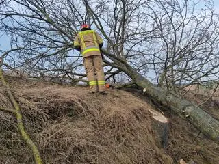 Mężczyzna został przygnieciony przez drzewo