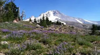 Pacific Crest Trail 