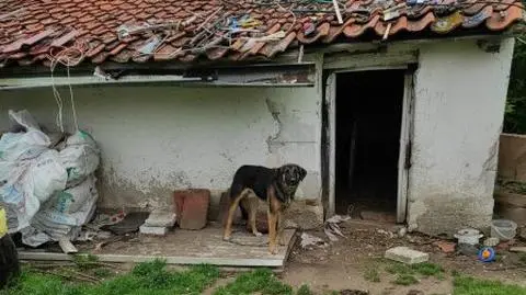 Zwierzęta były uwiązane krótkimi łańcuchami, a ich miski puste
