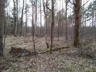 Pozostałości filii obozu koncentrayjnego Gross-Rosen kolo Iłowej