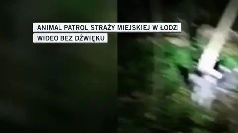 pieski