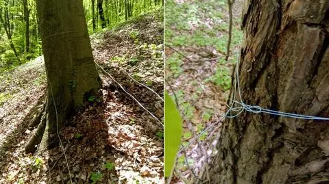 Metalowe linki rozciągnięte w lesie, między drzewami. Śledztwo w kierunku narażenia na utratę życia 