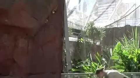 quokka