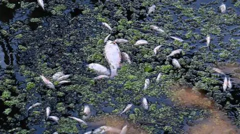 Od "ogromnych ilości odpadów chemicznych" do "naturalnych zjawisk". Jak rząd zmieniał narrację w sprawie Odry