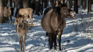 Hodowla rezerwatowa liczy obecnie 18 osobników 