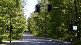 Światła w środku lasu