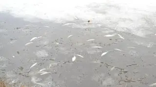 Ryby giną tam masowo z powodu braku tlenu