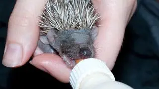 Pojenie małego jeżyka