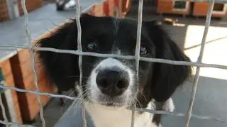 Schronisko wstrzymuje adopcje przed świętami