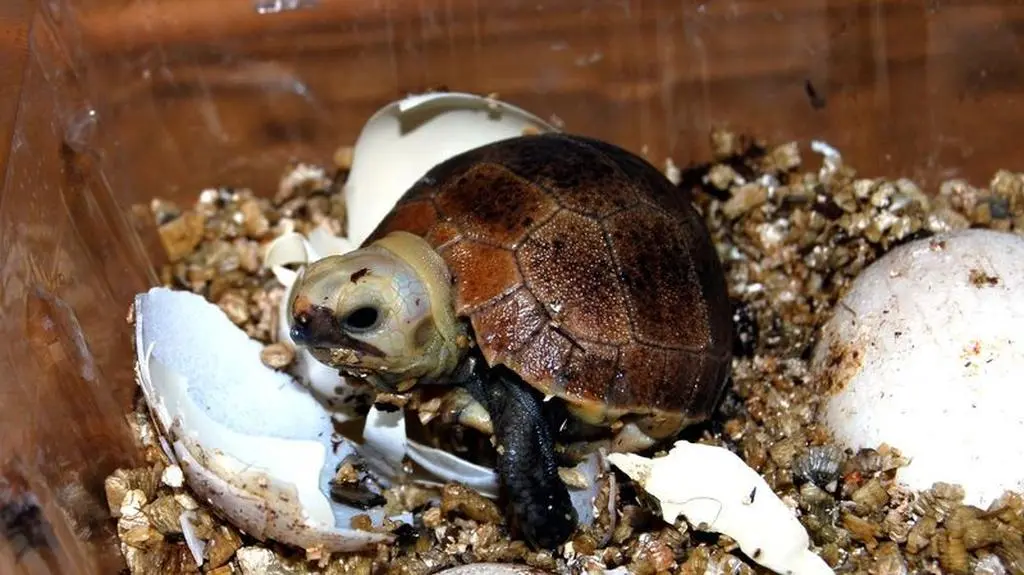 Maluchy ważą 45 gram