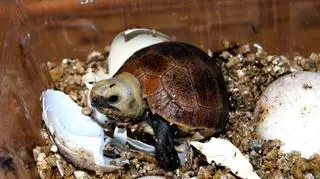 Maluchy ważą 45 gram