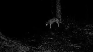 Wilk na świeżo po stracie łapy